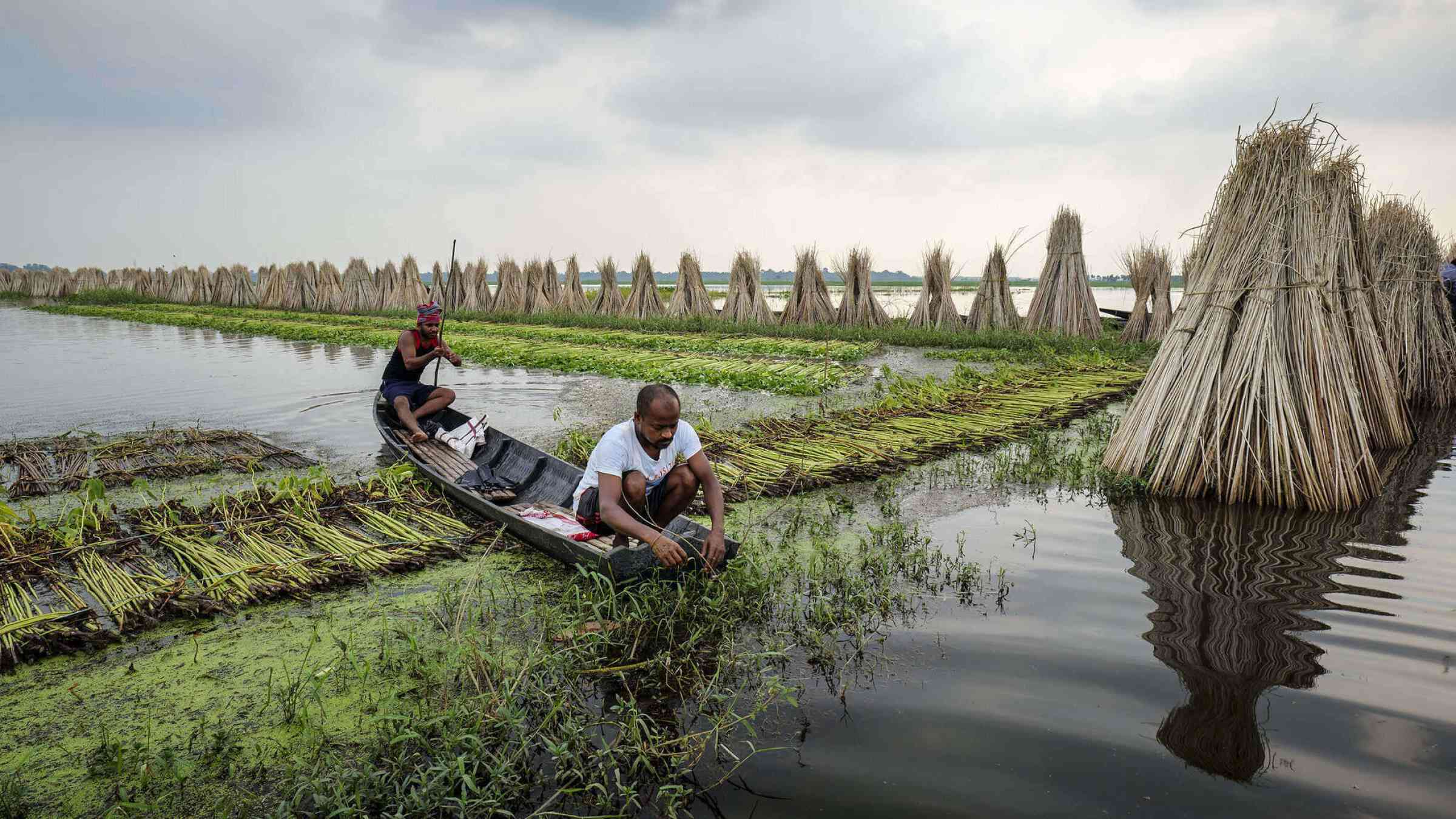 Jute farming has grown drastically in rural West Bengal.